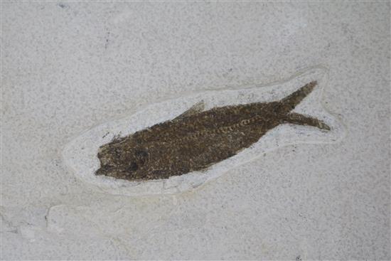 An Eocene fossil fish specimen, 40 million years old overall 41.5 x 59cm